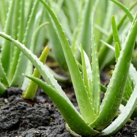 A photo of Aloe