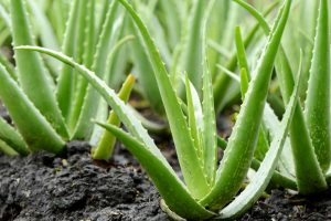 A photo of Aloe