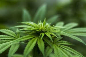 A photo of Hemp