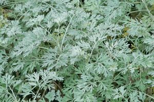 A photo of Wormwood