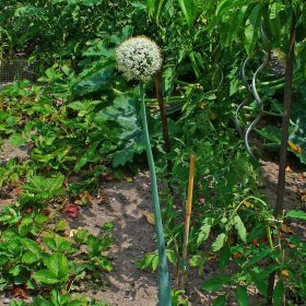 A photo of Onion