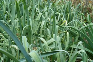 A photo of Leek
