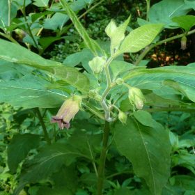 A photo of Deadly nightshade