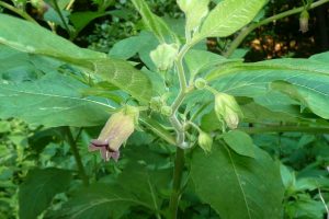 A photo of Deadly nightshade