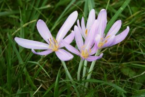 A photo of Autumn crocus