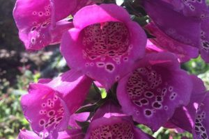 A photo of Foxglove