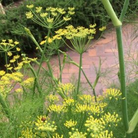 A photo of Fennel