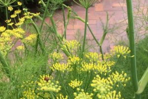 A photo of Fennel