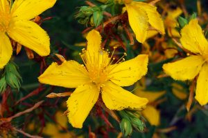 A photo of St. John’s wort