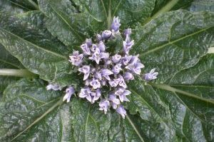 A photo of Mandrake