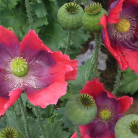A photo of Opium poppy