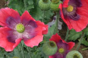 A photo of Opium poppy