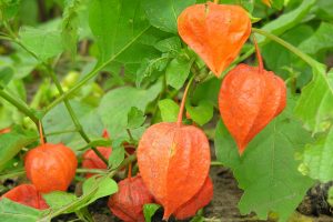 A photo of Chinese-lantern