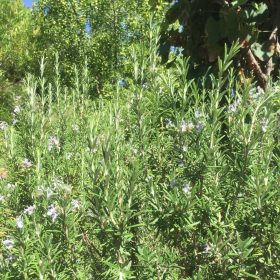 A photo of Rosemary