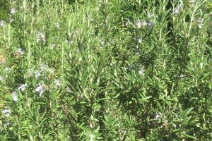 A photo of Rosemary